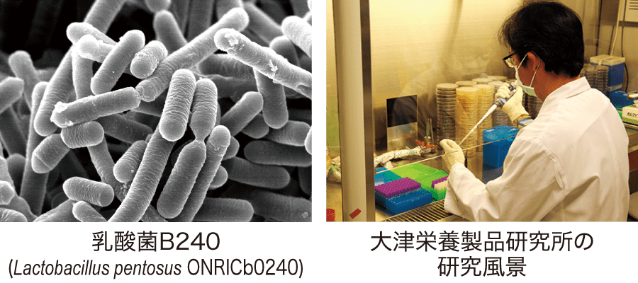 乳酸菌B240(Lactobacillus pentosus ONRICb0240)