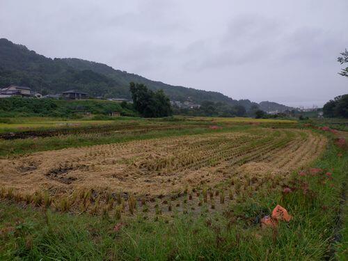 20241003_073709.JPG